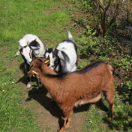Le Grand Jardin De Gaia Et De Rose Halinghen