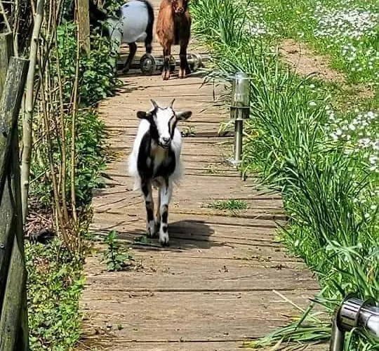 Le Grand Jardin De Gaïa Et De Rose Couette-café Halinghen