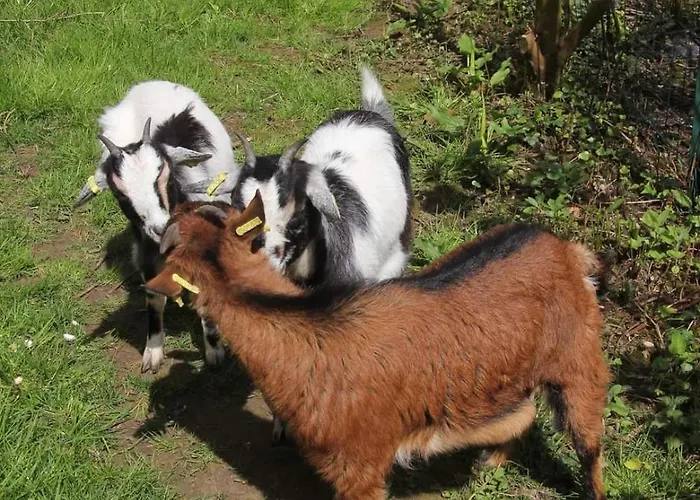 Le Grand Jardin De Gaïa Et De Rose Halinghen